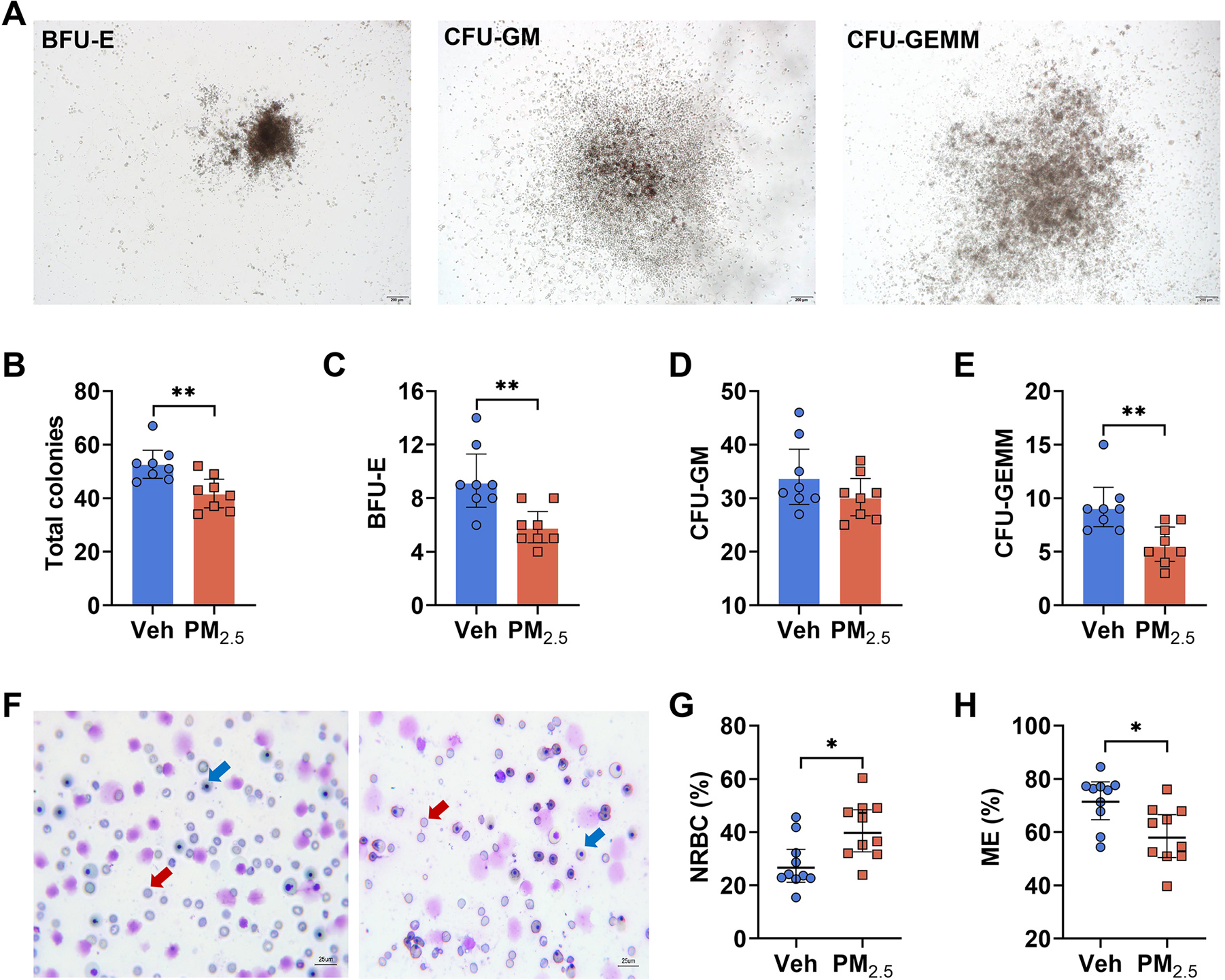 图4.&nbsp;胎儿期 PM2.5暴露影响 E14.5 胎肝（FL）中造血干细胞（HSCs）的增殖和分化能力。