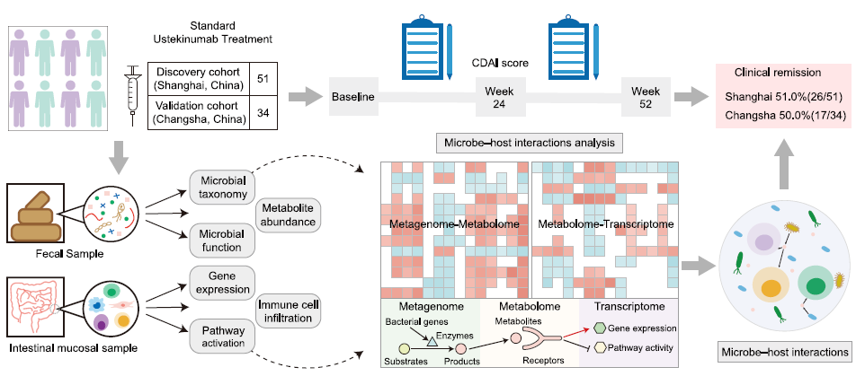 【文献解读】肠道微生物 L-鸟氨酸在增强乌司替尼单抗治疗克罗恩病疗效中的协同作用