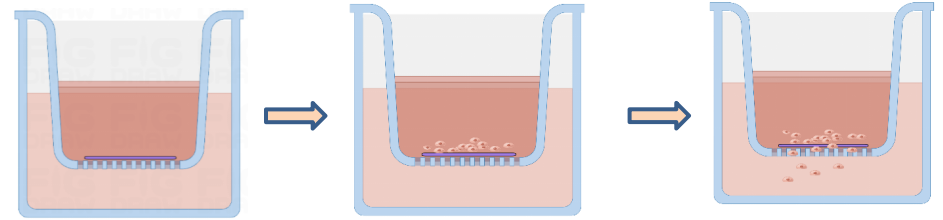 基质胶应用(3)—细胞侵袭实验