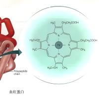 负载光敏剂Ce6和Gd³⁺（钆离子）的血红蛋白纳米颗粒被聚乙二醇修饰 Ce6/Gd³⁺@Hb NPs-PEG