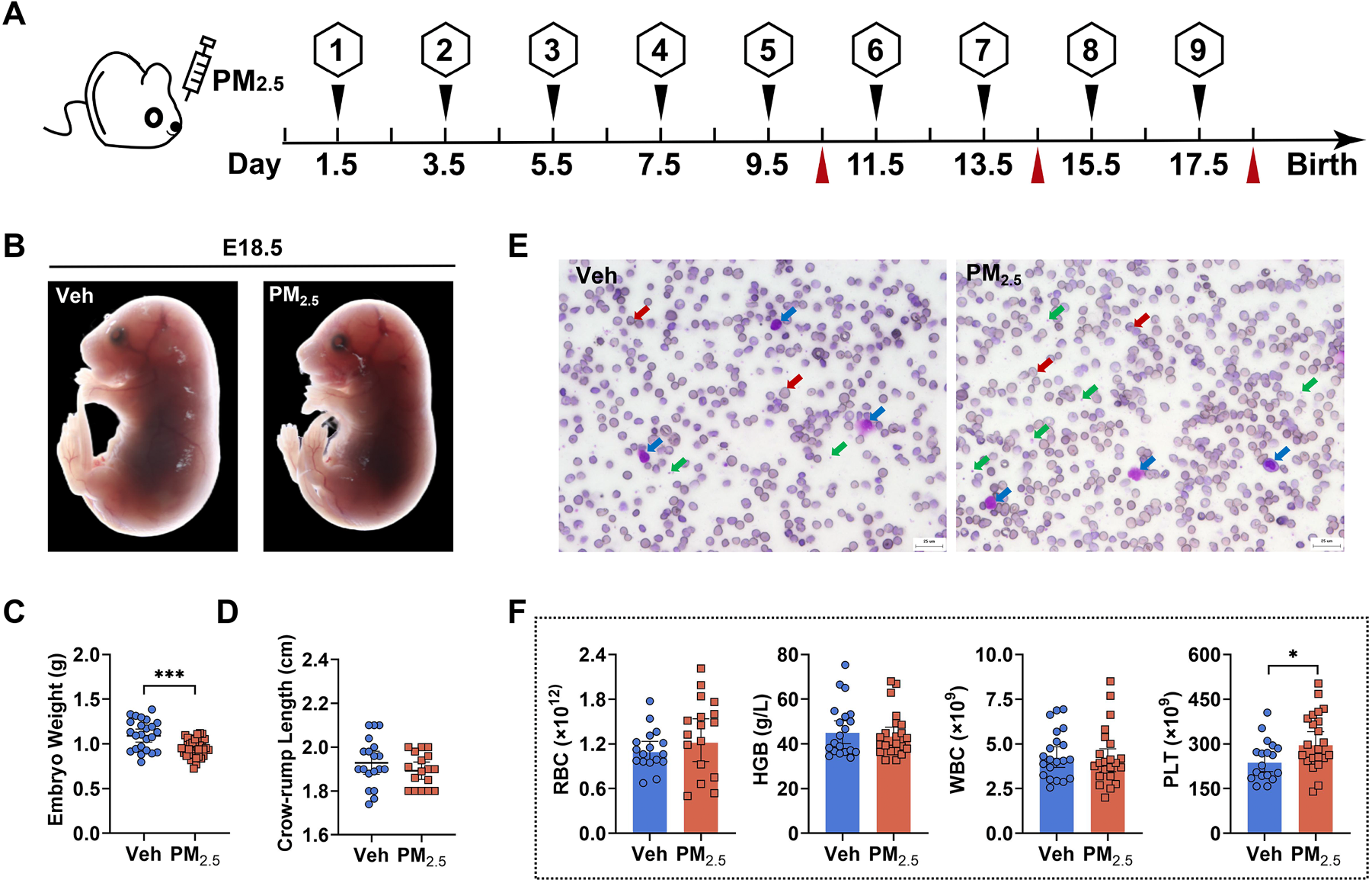 图1. 胎前 PM2.5&nbsp;暴露影响 E18.5 时胚胎的发育。