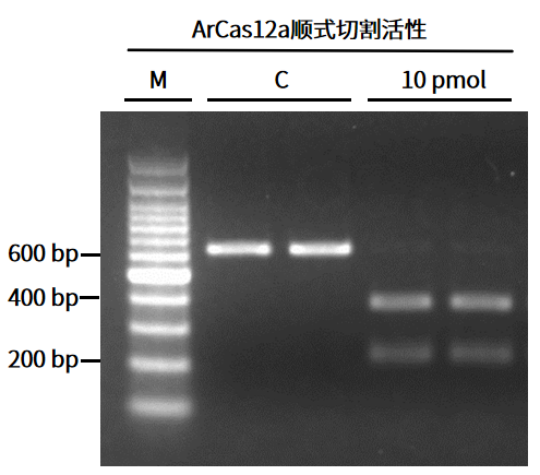 干货 | 6个月定制一剂药！从KJ的奇迹看基因编辑如何改写“罕见病无解”定律