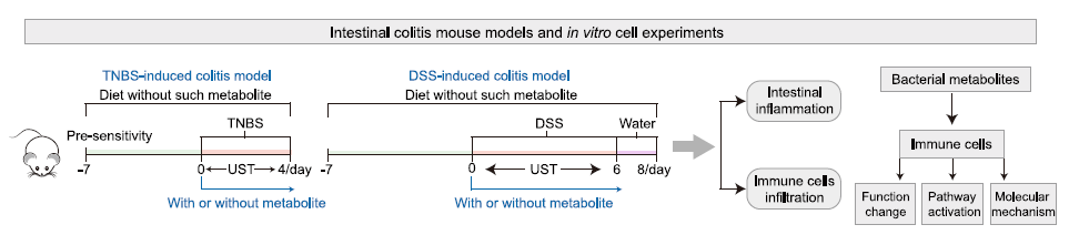 【文献解读】肠道微生物 L-鸟氨酸在增强乌司替尼单抗治疗克罗恩病疗效中的协同作用