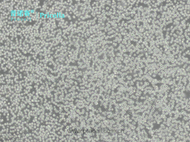 THP-1细胞（人单核细胞白血病）特性、培养指南及应用解析