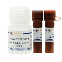 Annexin V-EGFP细胞凋亡检测试剂盒