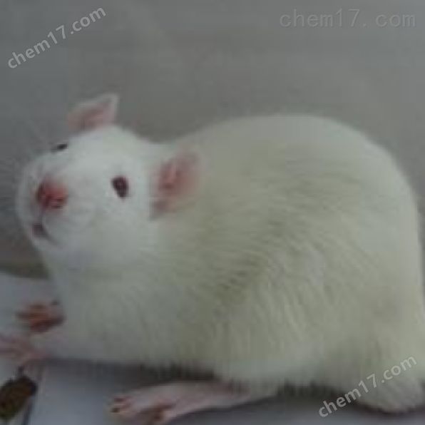 D-半乳糖和铝诱导的阿尔茨海默病样大鼠模型构建