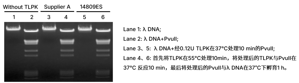 上新 | 蛋白酶K灭活太麻烦？热敏版55℃ 10分钟搞定！