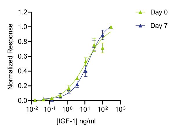 测量IGF-1萤火虫荧光素酶活性