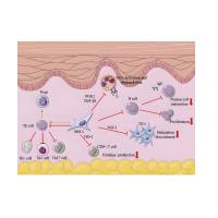 细胞穿膜肽(TAT)修饰负载紫杉醇的空心二氧化锰纳米粒子被间充质干细胞膜包裹 PTX@HMnO2-TAT@MSCM