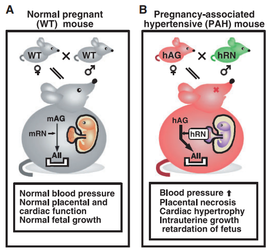 AGT/REN人源化大鼠模型