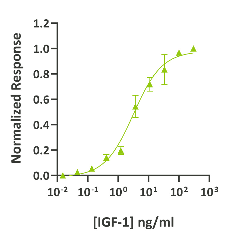 在转染的MCF-7细胞中测定IGF-1活性