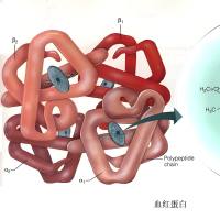 血红蛋白纳米颗粒被氧化葡聚糖修饰 Hb NPs-ODEX