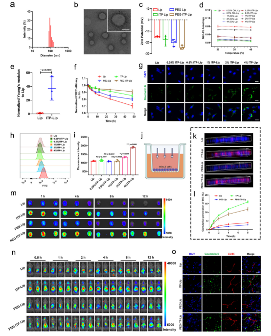 Nat Commun（IF=14.7）丨西南大学李翀团队合作构建了一种基于别构调节的主动靶向递药策略