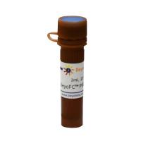 BeyoFC™ PI染色液(50X)