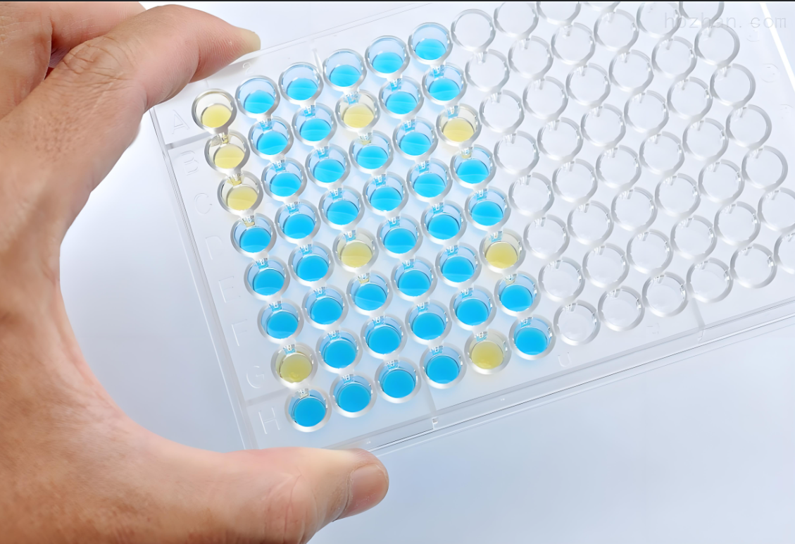 Zucchini Yellow Mosaic Virus(Z