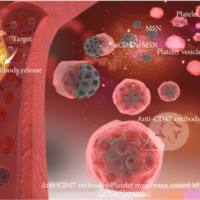 负载硼替佐米的介孔氧化硅纳米颗粒被血小板膜包裹 Bortezomib@MSNs@PM