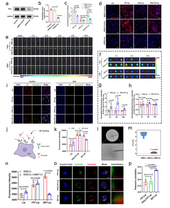 Nat Commun（IF=14.7）丨西南大学李翀团队合作构建了一种基于别构调节的主动靶向递药策略