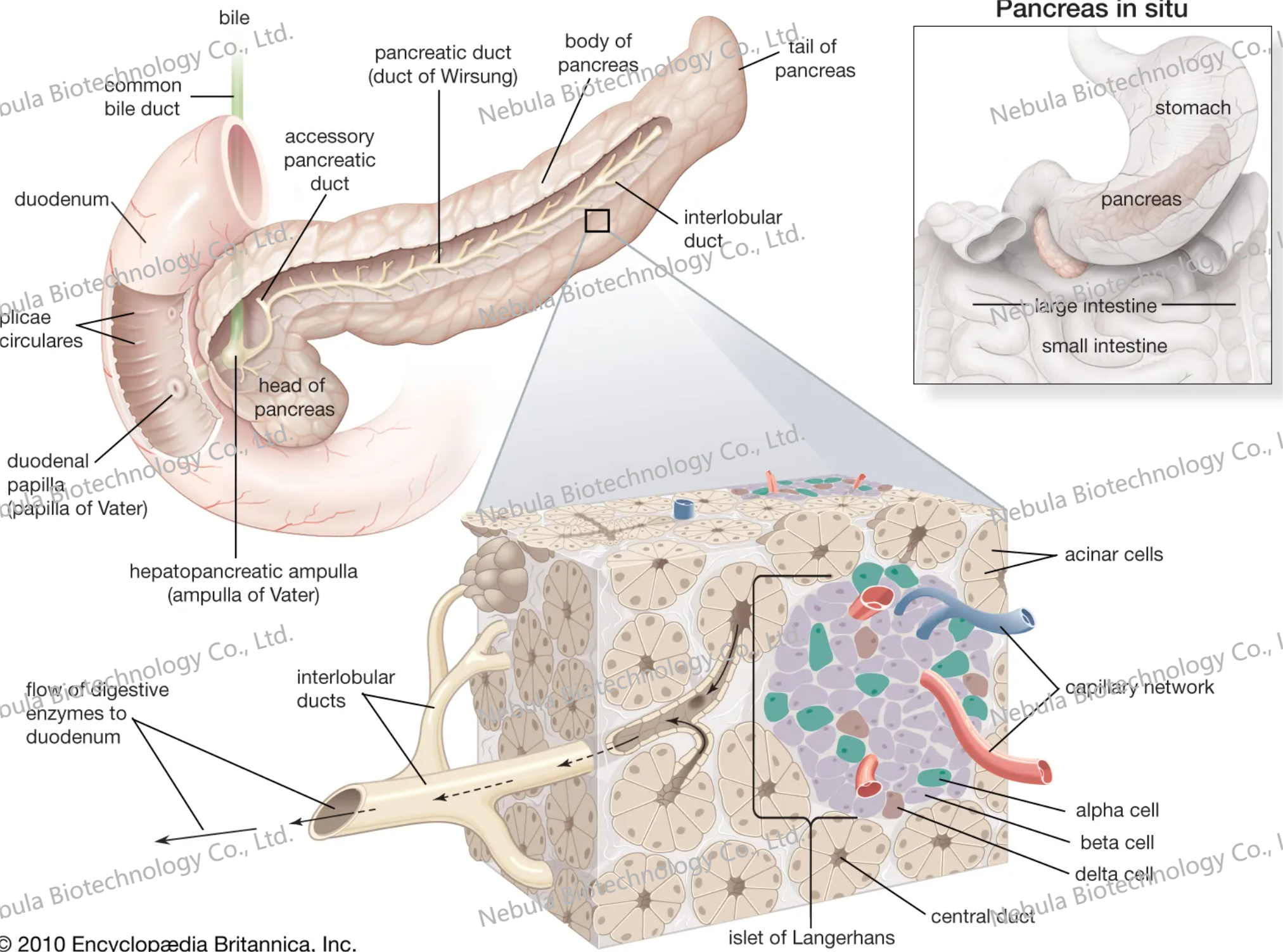 ELISA专题1:内分泌