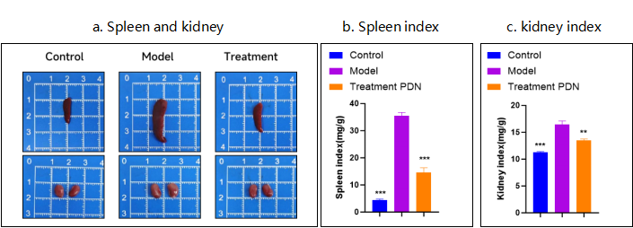 SLE动物模型助推疾病机制解析与治疗创新