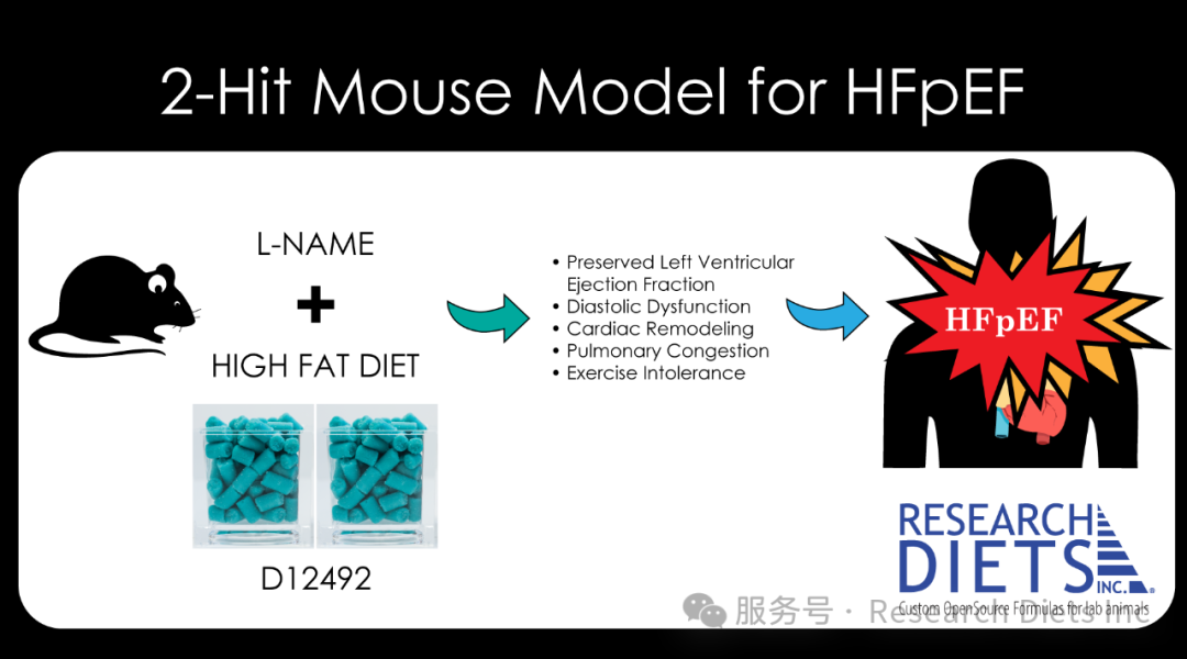 采用高脂饮食D12492 饲养联合 L-NAME “双打击” 可靠地建立射血分数保留型心力衰竭 (HFpEF) 小鼠模型