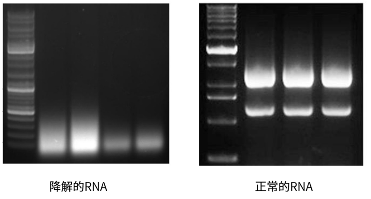 碧云天生物RNA提取+反转录+实时荧光定量PCR全流程解决方案 - 企业动态 - 丁香通