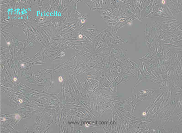 H9c2(2-1)大鼠心肌细胞基本情况介绍