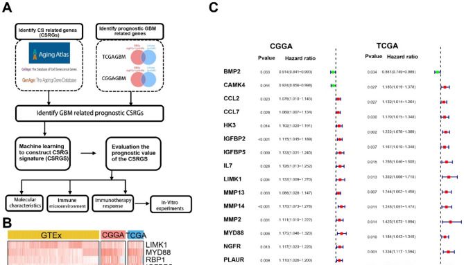 101种机器学习组合+国自然热点：细胞衰老！这套组合拳屡试不爽！