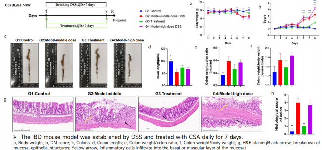 世界炎症性肠病日 | 迎战IBD：疾病模型与治疗靶点