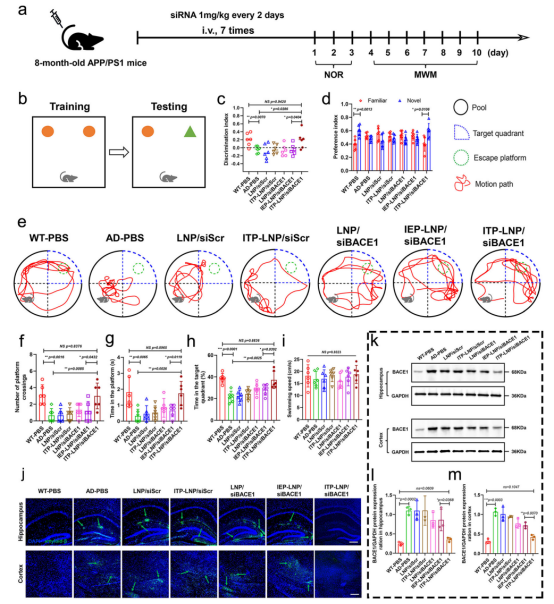 Nat Commun（IF=14.7）丨西南大学李翀团队合作构建了一种基于别构调节的主动靶向递药策略