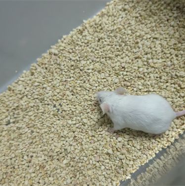 自体内膜移植诱导子宫内膜异位症模型