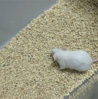 自体内膜移植诱导子宫内膜异位症模型