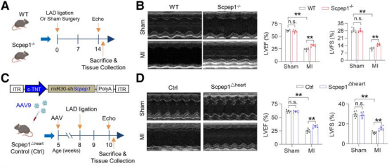 广东医科大学/温州医科大学团队发现治疗心肌梗死的新靶点