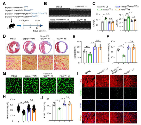 广东医科大学/温州医科大学团队发现治疗心肌梗死的新靶点