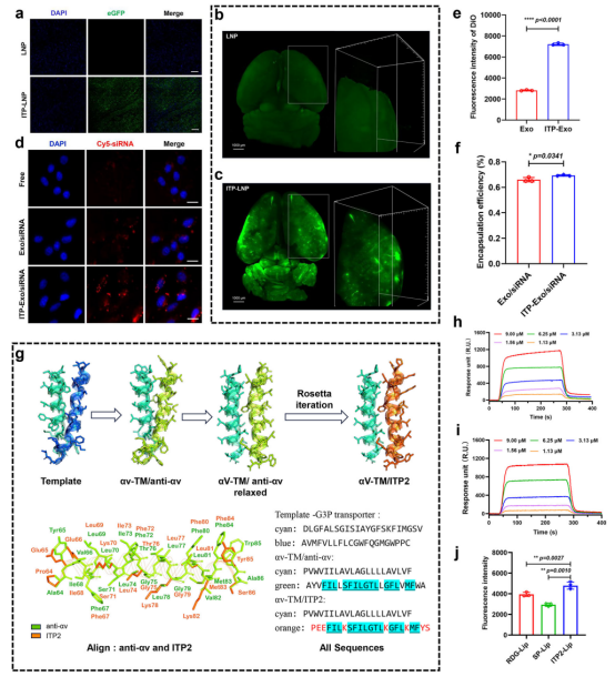 Nat Commun（IF=14.7）丨西南大学李翀团队合作构建了一种基于别构调节的主动靶向递药策略