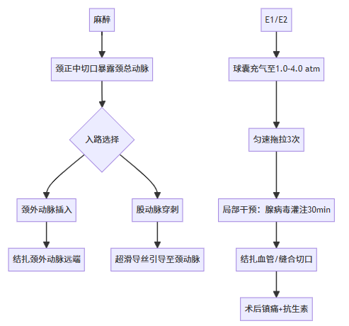 大鼠颈动脉球囊损伤模型