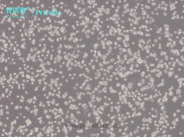 RAW 264.7小鼠单核巨噬细胞白血病细胞选择与培养条件指南