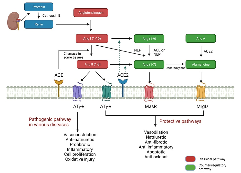 AGT/REN人源化大鼠模型