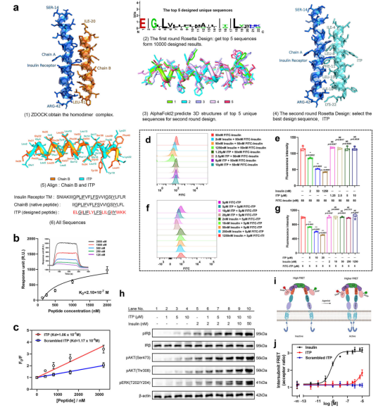 Nat Commun（IF=14.7）丨西南大学李翀团队合作构建了一种基于别构调节的主动靶向递药策略