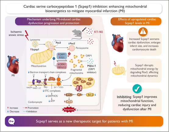 广东医科大学/温州医科大学团队发现治疗心肌梗死的新靶点
