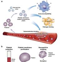 负载肿瘤血管破坏剂考布他汀A4和抗血管生成剂阿 帕 替 尼的介孔二氧化硅纳米颗粒被血小板膜包裹 CA4/Apa@@MSNs@PM