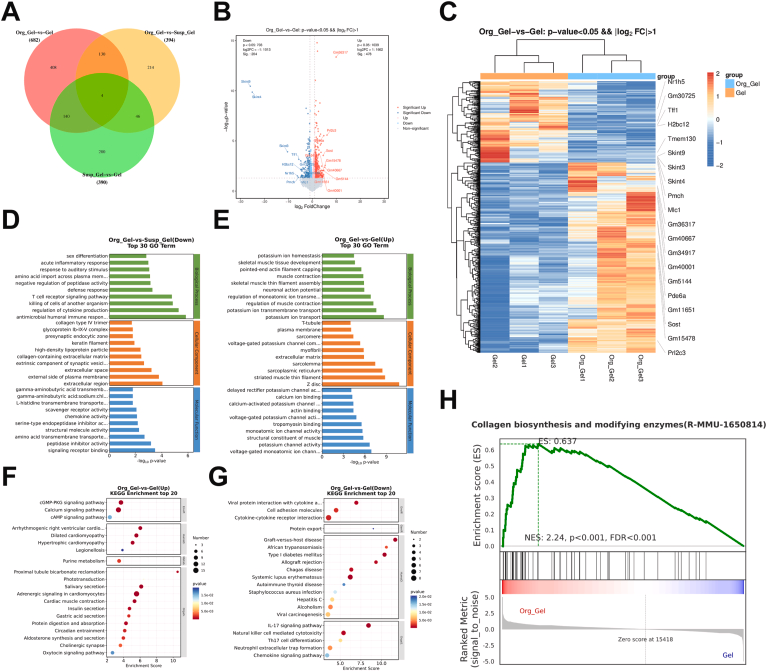 图7.采用生物3D打印皮肤类器官治疗的伤口愈合机制分析。