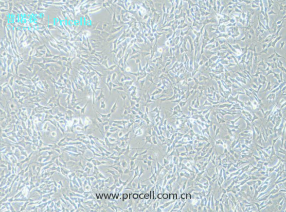 SH-SY5Y细胞特征：可分化为神经元样细胞，模拟神经元功能
