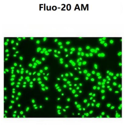 Fluo-20 AM 钙离子荧光探针(绿色)