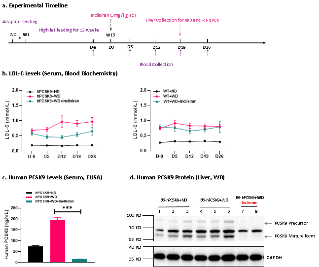 PCSK9：从“降脂明星”到肝脏靶向疗法“概念验证标准靶点”