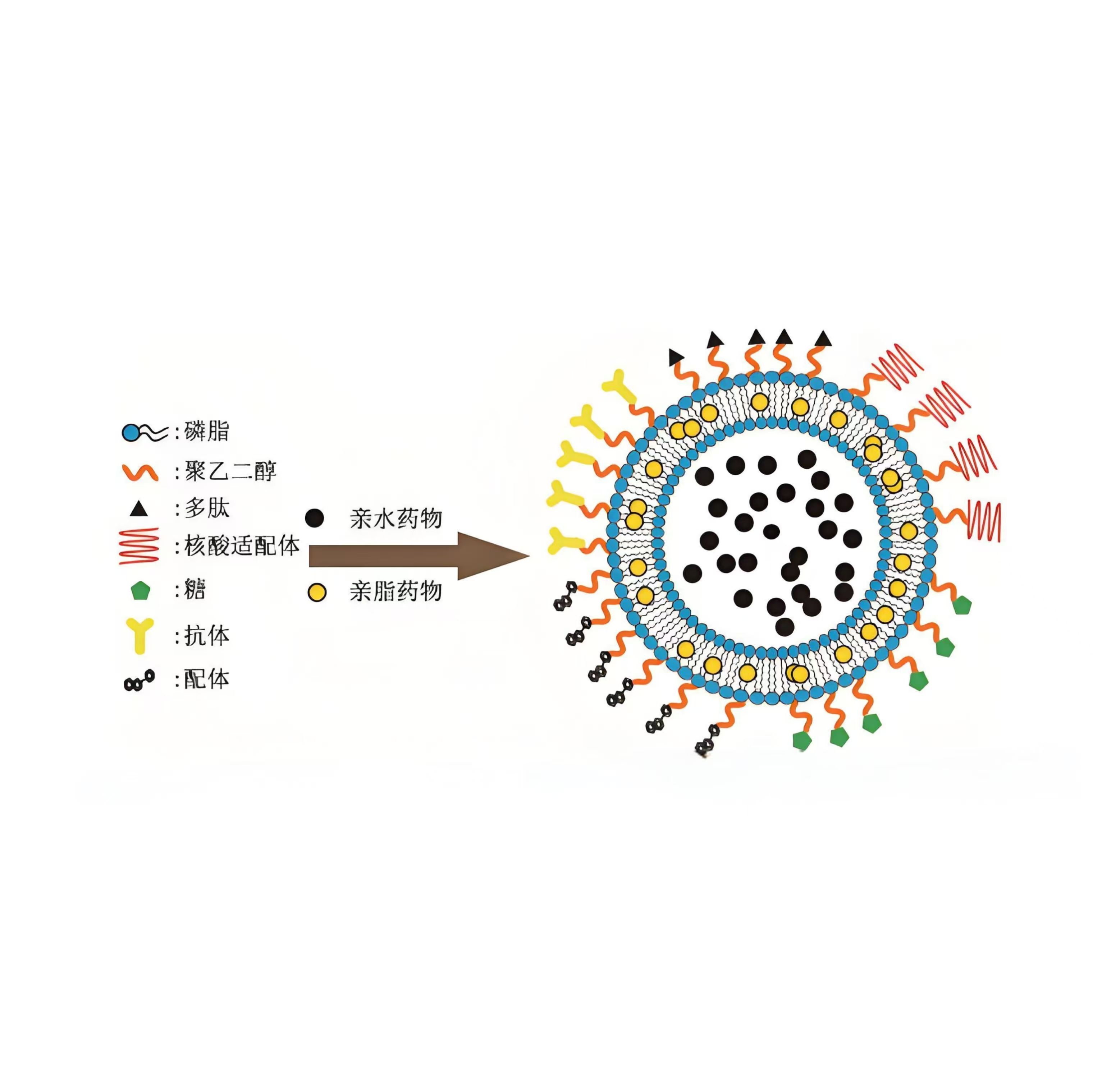 脂质体纳米颗粒包裹川芎嗪和酸枣仁皂苷B Liposome@TMPZ/Jujuboside B