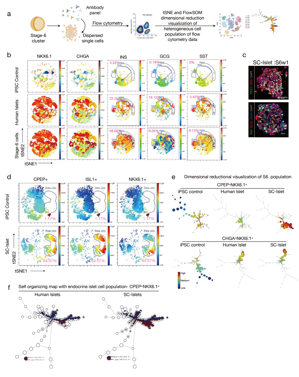 SC-胰岛细胞中细胞异质性的单细胞viSNE和降维可视化