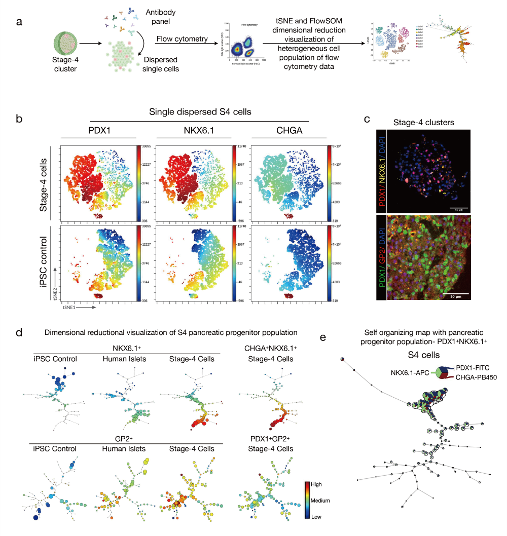 iPSC衍生胰岛全流程3D悬浮分化，助力糖尿病治疗规模化应用
