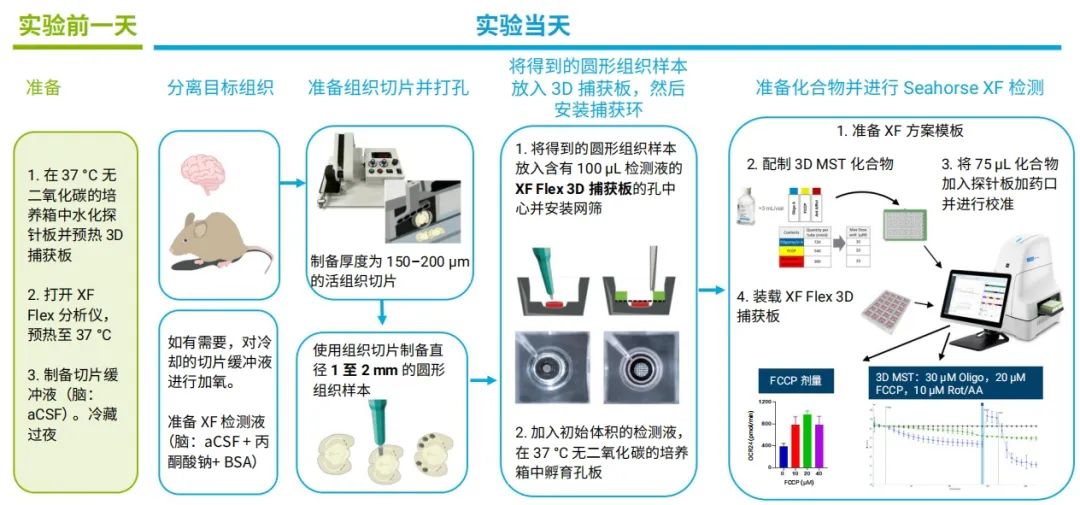 安捷伦 Seahorse XF Flex 分析仪：用于脑组织和其他 3D 模型实时代谢分析的先进系统