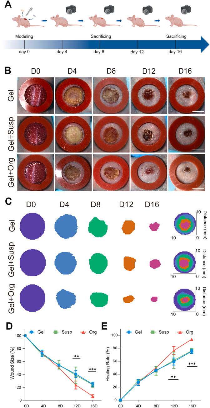 图4. 生物3D打印皮肤类器官促进免疫缺陷小鼠皮肤缺损愈合的疗效观察。
