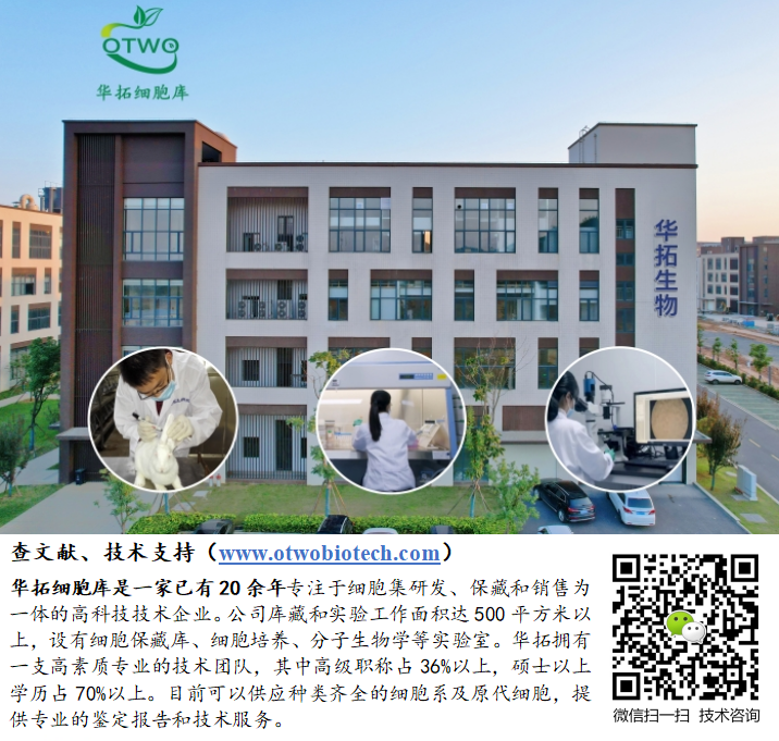 RBrF大鼠支气管成纤维细胞|永生化|RBrF细胞